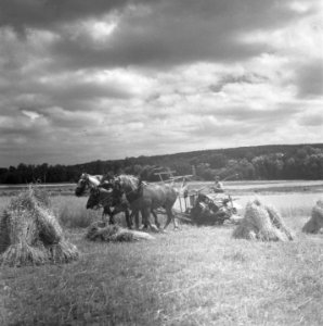 Hollandse boeren gaan in Frankrijk een bedrijf opzetten, Bestanddeelnr 900-5872