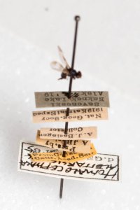 Homalocephala albitarsis, labels