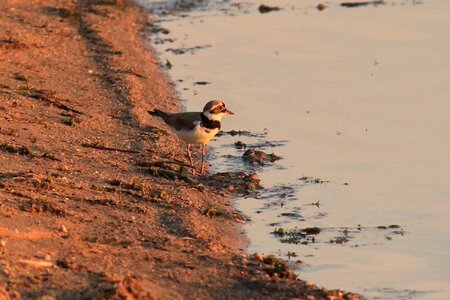 Charadrius dubius evening sun bank