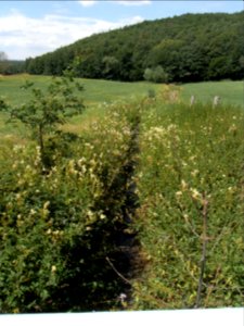 Holzbach in Lohnwiese R0017468