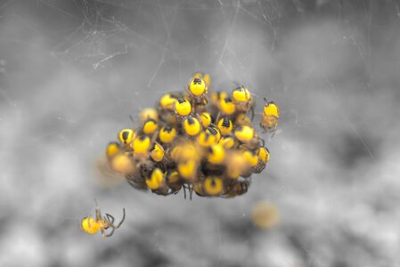 Cluster web scary