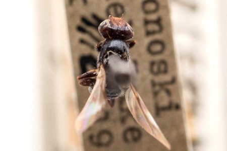 Homalocephala albitarsis, dorsal
