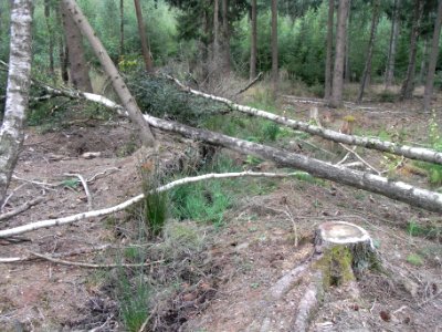 Holzbach zu 248483422 Süd von Kahlschlag 248483424 R0018012