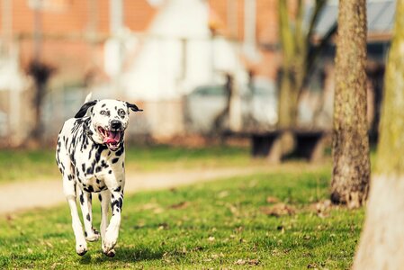 Fur dog breed floppy ears