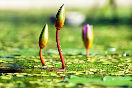 Green water botany