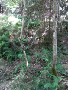 Holzbach 24848342 Mündung R0017824