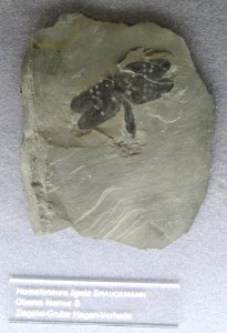Homaloneura ligeia - Naturmuseum Senckenberg - DSC02240