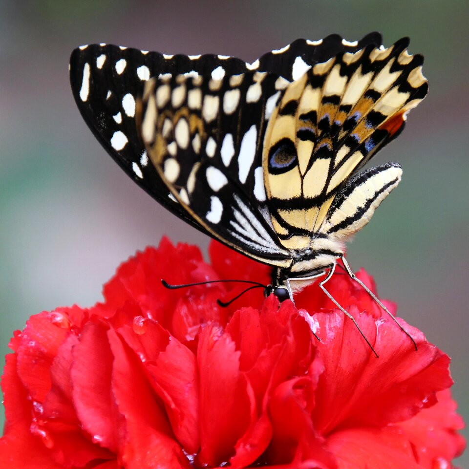 Insect flying colorful