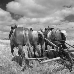 Hollandse boeren gaan in Frankrijk een bedrijf opzetten, Bestanddeelnr 900-5875