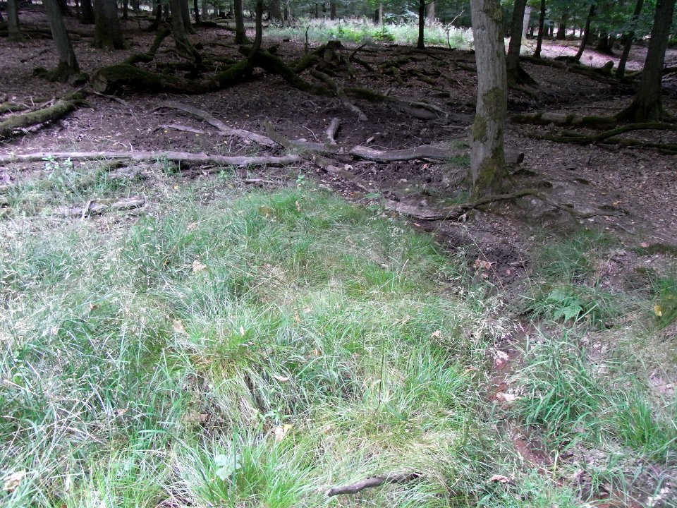 Holzbach 248483424 Nord unter Kahlschlag R0018032