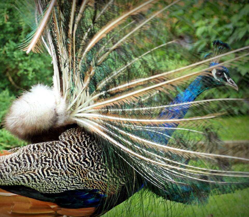 Feather vanity iridescent