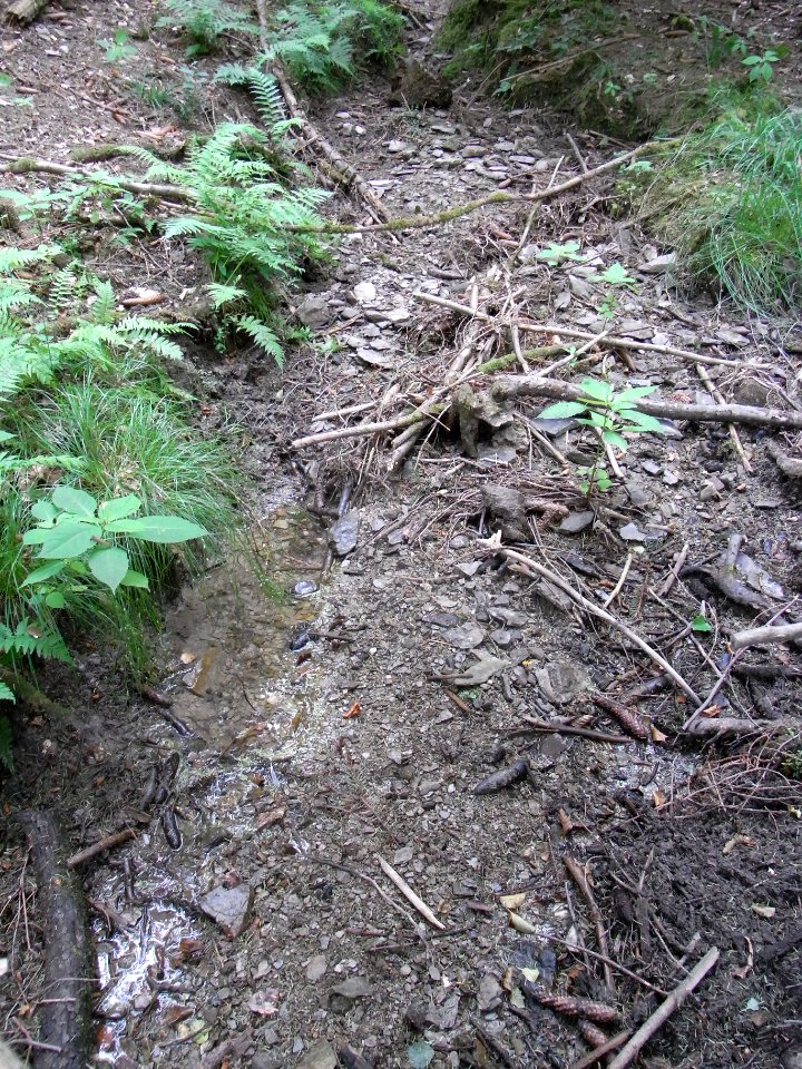 Holzbach 24848344 rechts R0017532