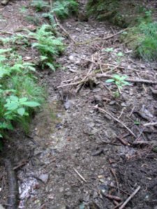 Holzbach 24848344 rechts R0017532