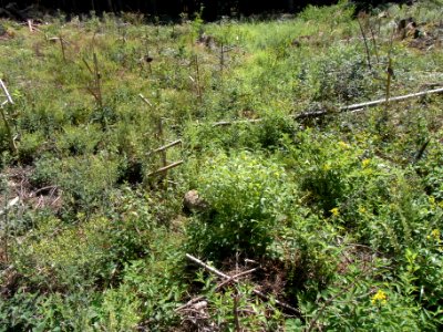 Holzbach Anpflanzung an Weg R0018123