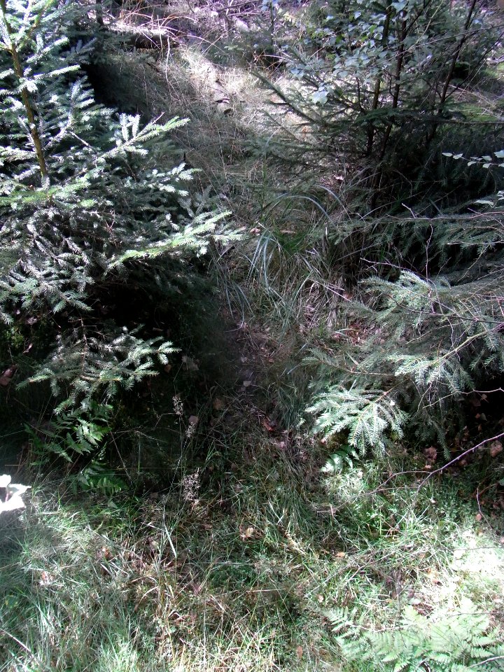 Holzbach 248483422 ober Hochsitz aus Wald R0018993