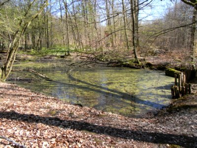 Holzbach letzter Teich R0022118