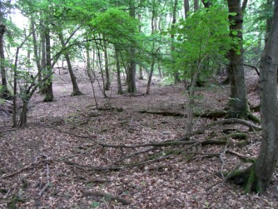 Holzbach weites Tal R0017655