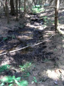 Holzbach ober Limes östlich Weg R0018232