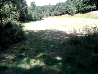 Holzbach Waldwiese östlich R0017703
