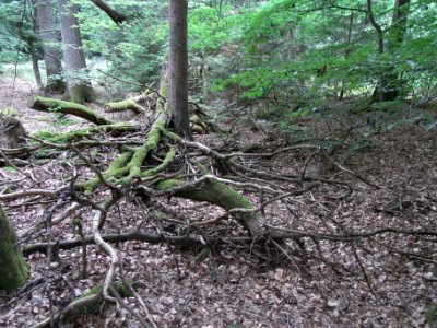 Holzbach 24848342 Gabel an Radweg R0018060