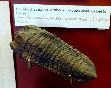 Homalonotus dawsoni - Redpath Museum - McGill University - Montreal, Canada - DSC08277