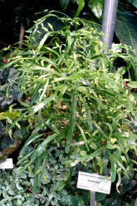 Homalocladium platycladum - Bergianska trädgården - Stockholm, Sweden - DSC00449