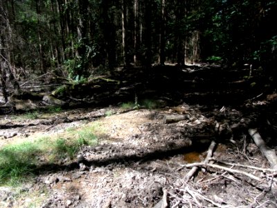 Holzbach 248483424 Vereinigung N+S Rest Nadel R0017894