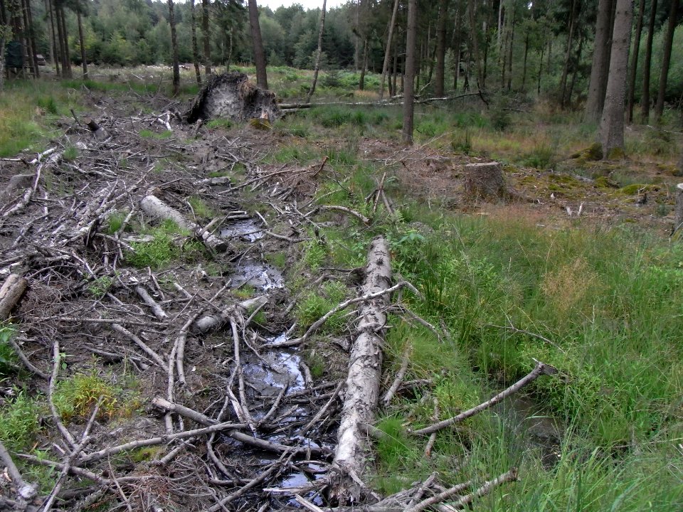 Holzbach 248483424 Nord entsteht auf Kahlschlag R0018010