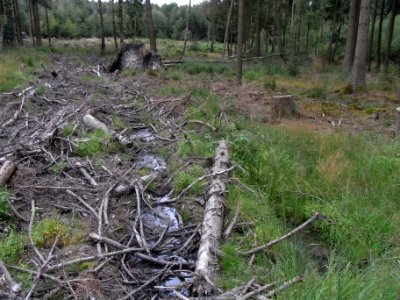 Holzbach 248483424 Nord entsteht auf Kahlschlag R0018010