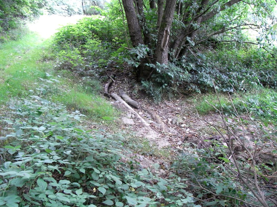 Holzbach 24848344 rechts Waldwiese Kuhtroff Furt auf Wiese R0017561