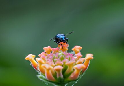 Beetle 2 hanoi vietnam photo