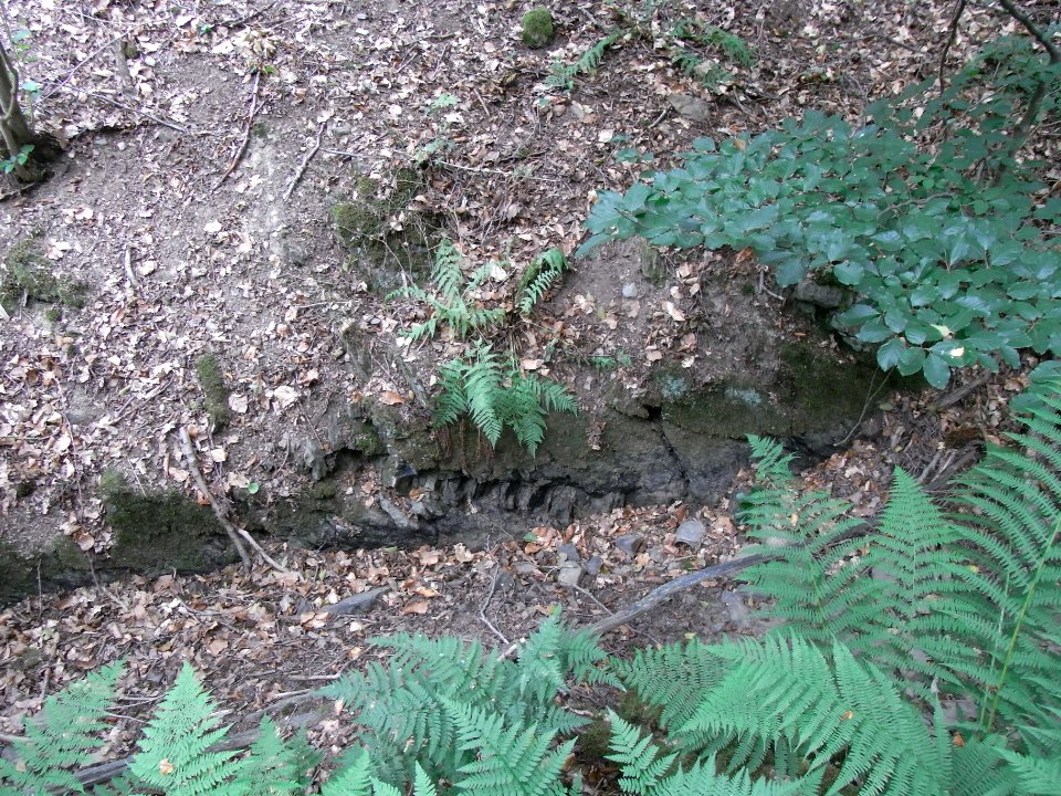 Holzbach an Schieferquarzit R0017650