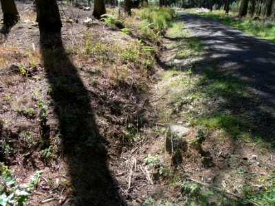 Holzbach 248483422 Durchlass und Straßengraben bei Stein- zu Kuhkopf R0019009