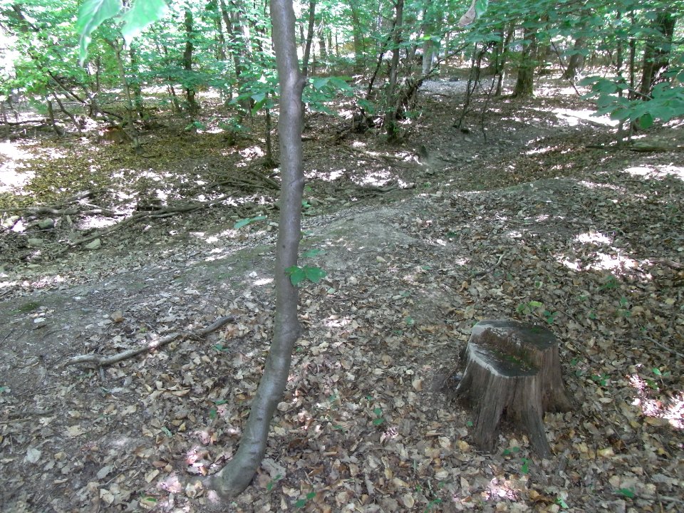 Holzbach 24848342 ober Weg R0017861