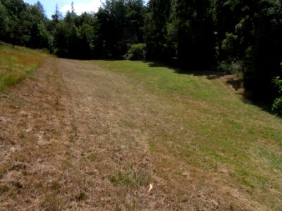 Holzbach Waldwiese östlich R0017694