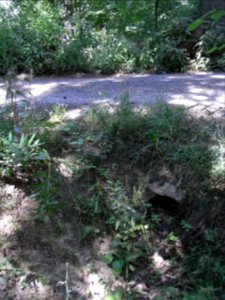 Holzbach Abfluss Waldwiese östlich Durchlass Weg R0017689