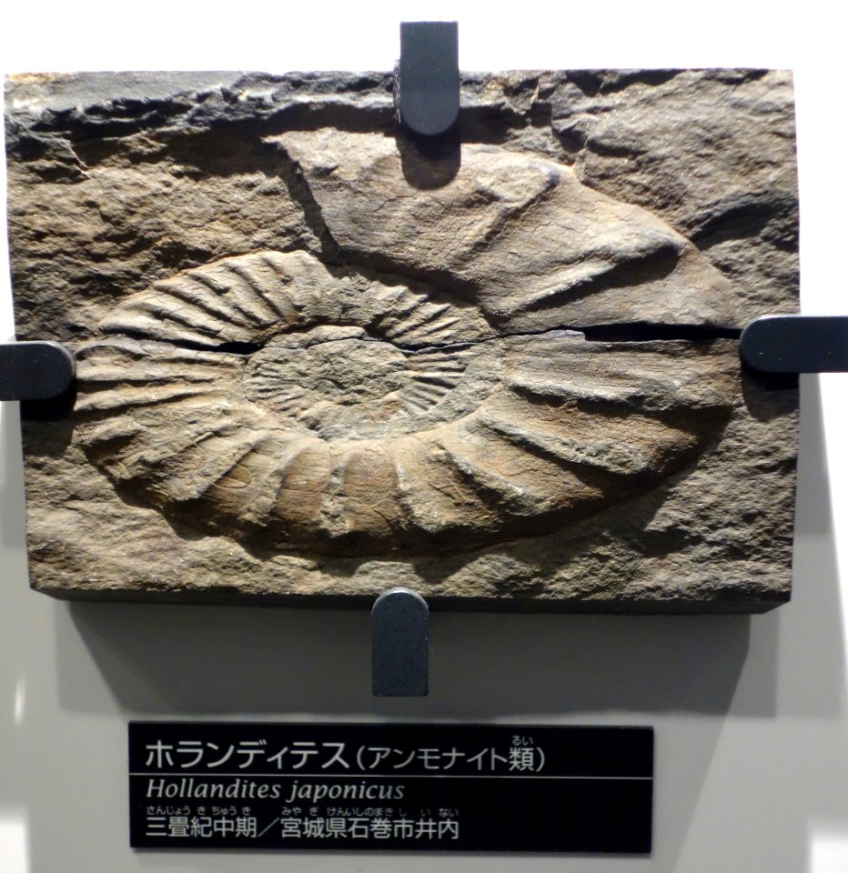 Hollandites japonicus - National Museum of Nature and Science, Tokyo - DSC07014