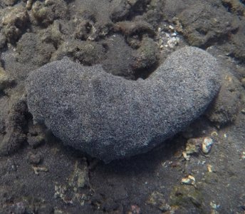 Holothuria whitmaei (2714950)