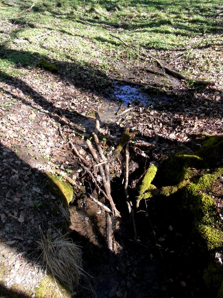 Holzbach letzter Teich Zufluss SE Mündung R0022137