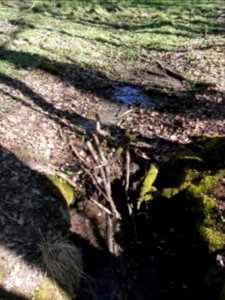 Holzbach letzter Teich Zufluss SE Mündung R0022137