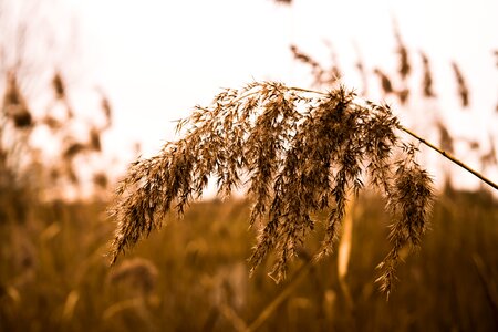 Close up blades of grass nature photo