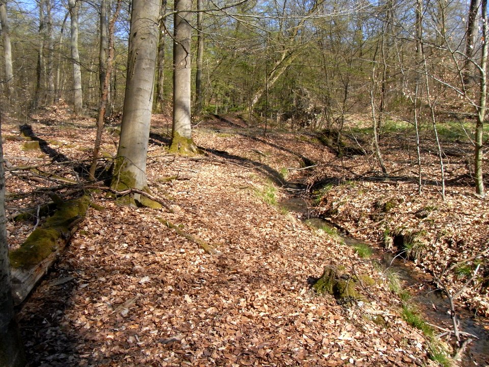 Holzbach letzter Weg unter Teich R0022107