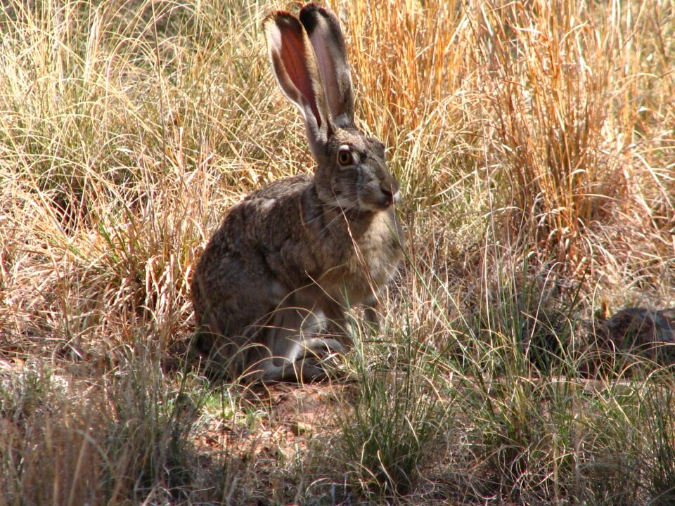 Hare wildlife nature
