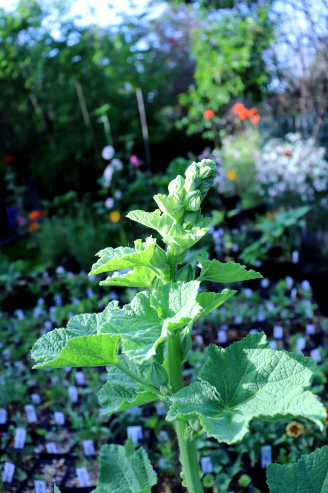 Hollyhock public domain IMG 0129
