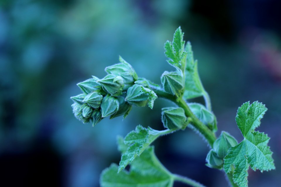Hollyhock flower buds IMG 0533