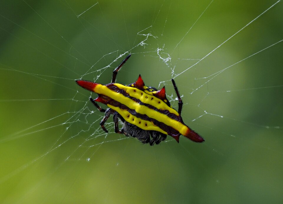 Spider the game hanoi