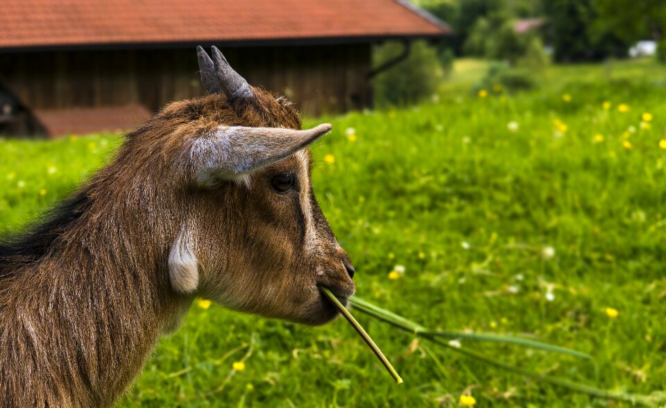 Mammal horns horned