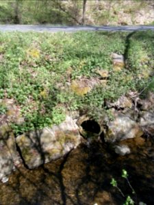 Holzbach letzter Mündung R0022041