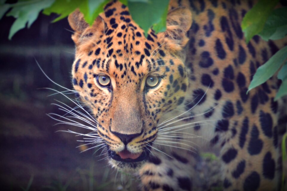 Adorable animal head