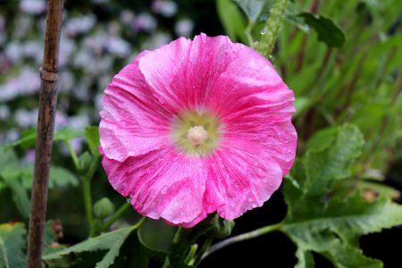 Hollyhock public domain IMG 4540